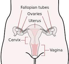 11. Reproduc=ve system: Organs - Male: Seminal vesicles, prostate, penis,