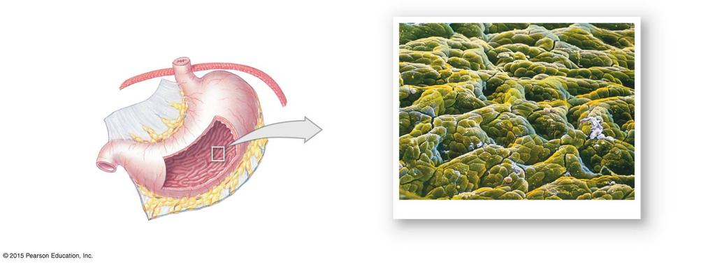 HISTOLOGY OF THE STOMACH Gastric pits: produce cells to continuously replace lost stomach cells.