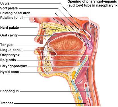 ANATOMY OF THE ORAL