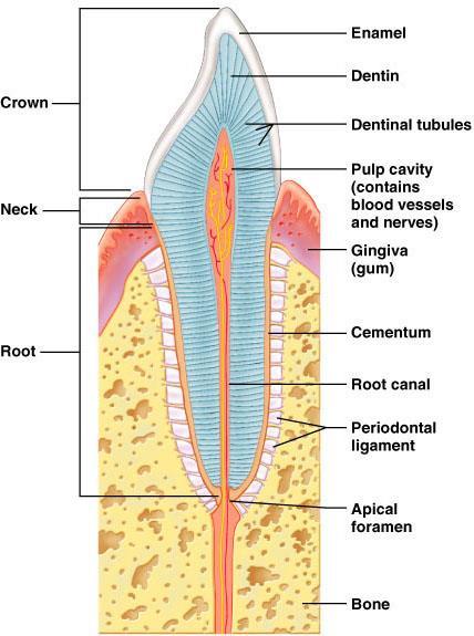 TOOTH STRUCTURE