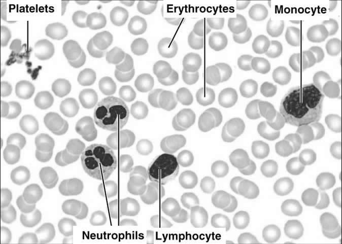Platelets (thrombocyte) Thrombopoietin liver, kidney 150 000-300 000/µl