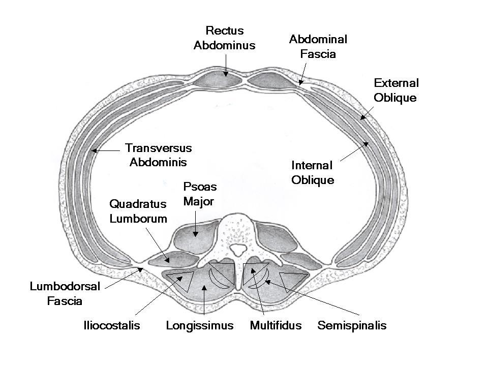 Abdominal Hoop The rectus abdominis, internal and external oblique and transversus abdominis are