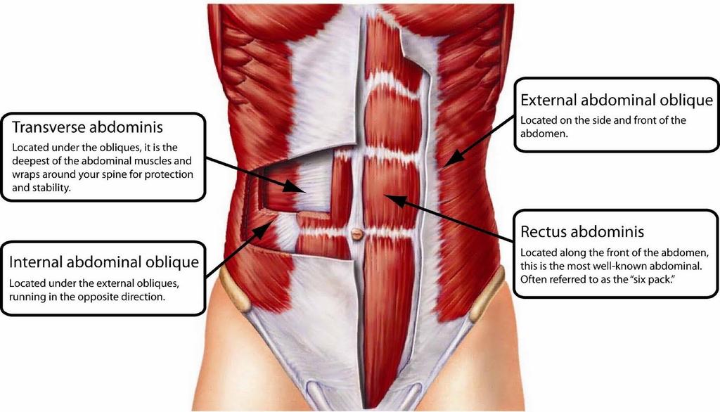 Transversus abdominus is the first trunk muscle activated with upper extremity movements.