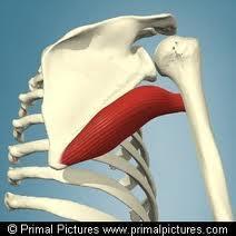 TERES MAJOR ORIGIN: dorsal surface of the inf.angle of the scapula INSERTION: med.