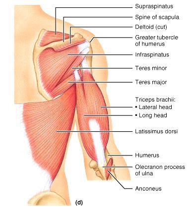 Triceps Brachi Muscle ORIGIN: Long head: infraglenoid tubercle of the scapula Lat.