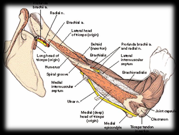 Posterior compartments also known as the extensor