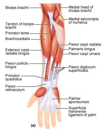Forearm Muscles Superficial Compartment Superficial layer