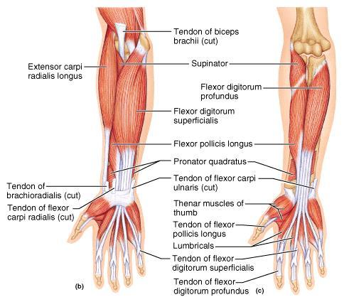 Muscles of the Forearm: Anterior