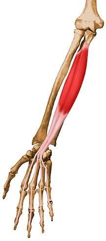 FLX.DIGITORUM PROFUNDUS ORIGIN:prox.3/4 of the medial and anterior aspect of the ulna and from interosseous memb.