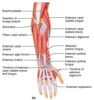 Forearm Muscles Posterior Compartment These
