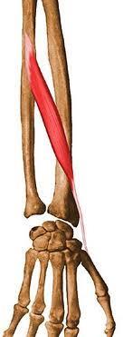 ABDUCTOR POLLICIS LONGUS ORIGIN:upper parts of the posterior surface of the radius & ulna and interosseous mem.