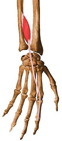 EXTENSOR INDICIS Origin:posterior surface of ulna m/3 rd below the EPL