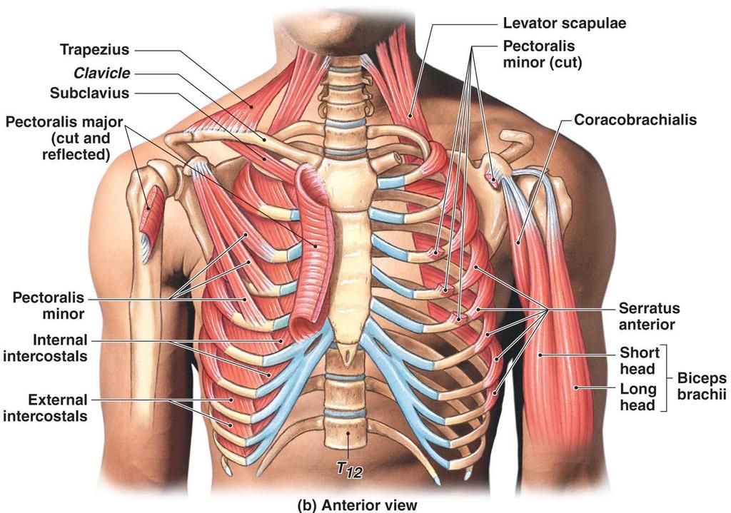 Antaerior Muscles That Position the Pectoral
