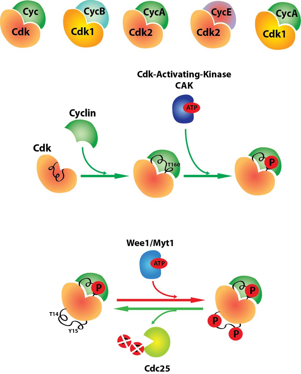 Post-translational modifications A crucial regulatory step of Cyclin-Cdk complexes activity comes from the balanced action of phosphatases and kinases.