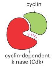 Cyclin-dependent kinases: CDKs CDKs are activated by cyclin binding.