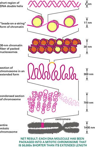 Chromatin Packaging Why does DNA in interphase look different from DNA in mitosis?