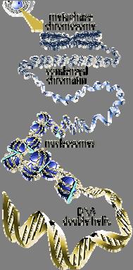present as chromatin beads-on-a-string beads = nucleosomes nucleosomes = DNA wrapped