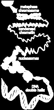 Interphase chromatin = transcriptionally active (euchromatin) Mitosis animations: www.
