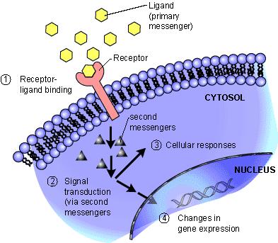 Signal Transduction Ensures that a signal is converted from one form to another From the exterior of the cell to the interior Retain original signal content Steps in Signal Transduction Signal is