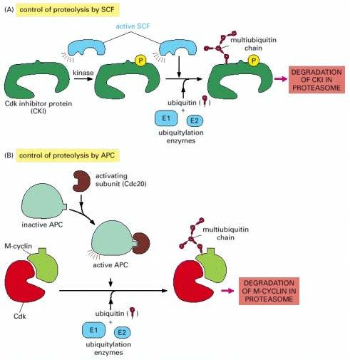 Cell cycle control depends on cyclical proteolysis