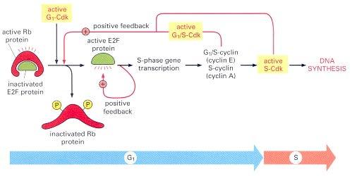 Mechanisms controlling G1/S-phase transition MITOGENIC or HORMONAL SIGNALS CYCLIN D Stability and CYCLIN