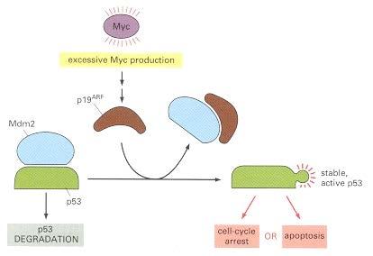 Excessive stimulation of mitogenic pathways can lead to cell cycle