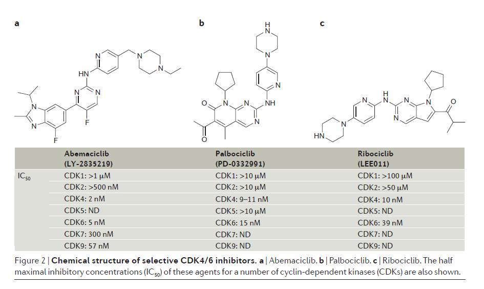 Overview of CDK inhibitors in clinical development for cancer