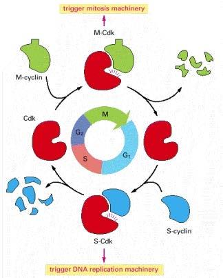 The cell cycle is primarily regulated by cyclically activated protein
