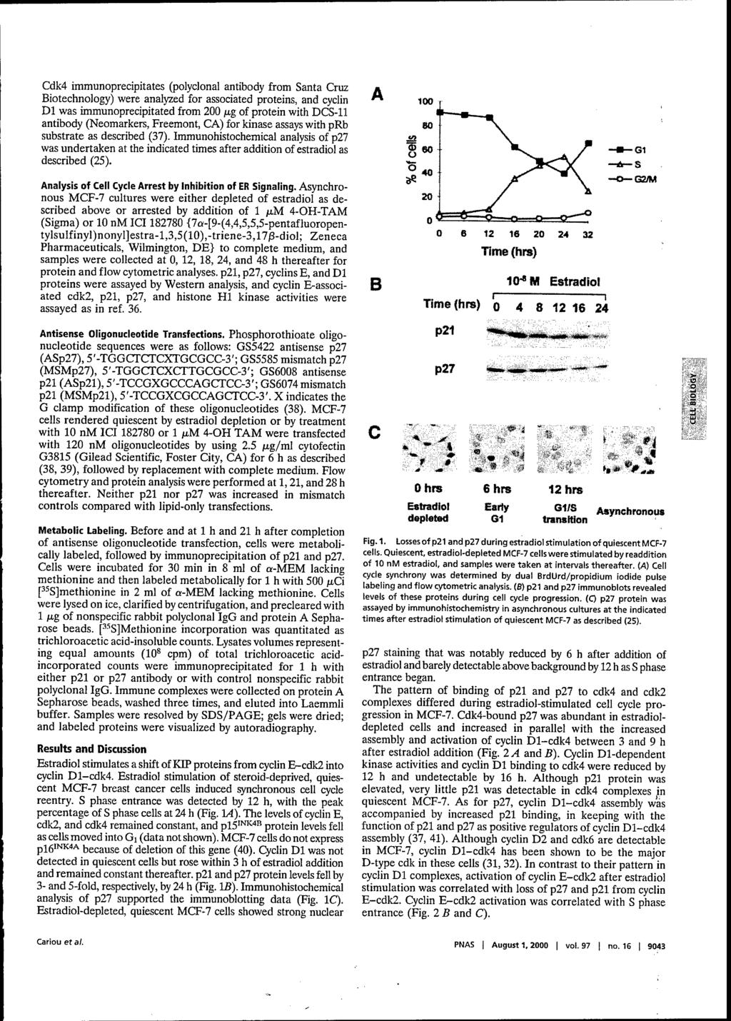 Cdk4 immunoprecipitates (polyclonal antibody from Santa Cruz Biotechnology) were analyzed for associated proteins, and cyclin Dl was immunoprecipitated from 200 jag of protein with DCS-11 antibody