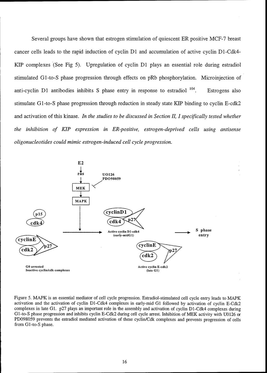 Several groups have shown that estrogen stimulation of quiescent ER positive MCF-7 breast cancer cells leads to the rapid induction of cyclin Dl and accumulation of active cyclin Dl-Cdk4- KIP