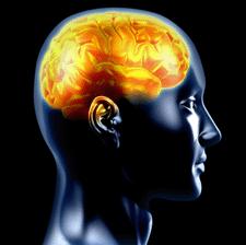 Investigated Brain Regions Provided by BrainNet Europe Dorsolateral Prefrontal Cortex
