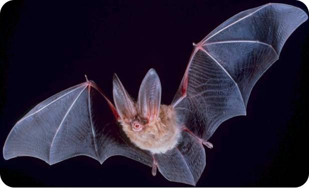 A: Bats send out ultrasound waves, which reflect back from objects ahead of them. They sense the reflected sound waves and use the information to detect objects they can t see in the dark.