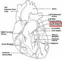 Causes may differ: Pathophysiology remains the same Pathophysiology Perfusion is dependent on: PUMP (heart) Pipes (blood vessels) FLUID (blood) & Ventilations / Respirations Pathophysiology The Heart