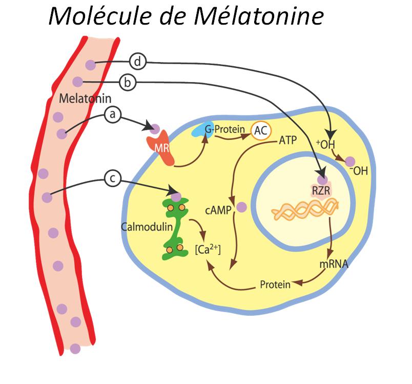 There is a malfunction in the melatonin signaling at the level of musculoskeletal tissues in a series of patients