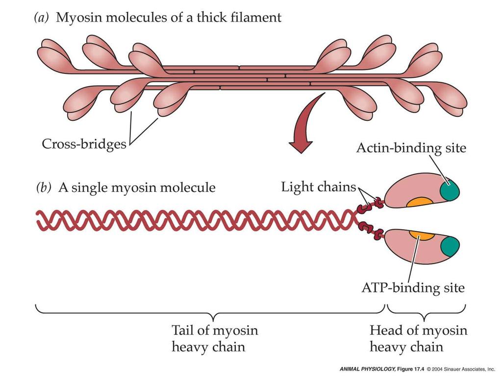 Myosin molecules form the