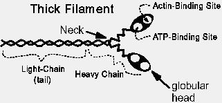 Myosin molecules form the thick filament Hexamer: two heavy chains and four light chains.