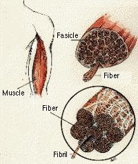 of fibers----muscle cell