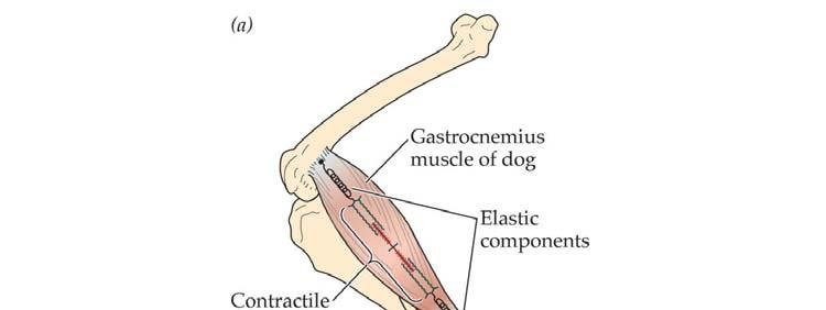 Interaction between contractile and