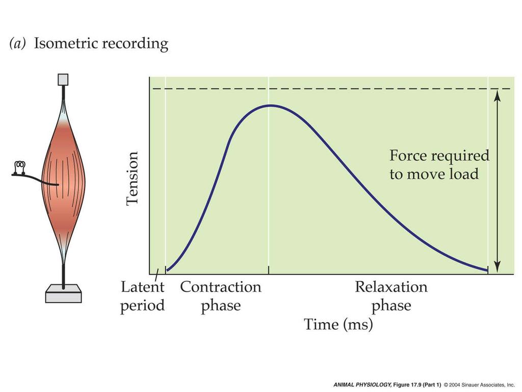 Whole Skeletal Muscles: Isometric and isotonic contractions ISOMETRIC: same length 1 2 3 The force
