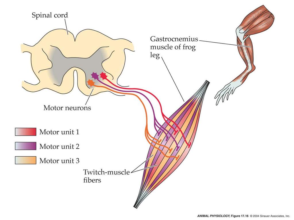 Neural control of skeletal muscle Vertebrate skeletal muscles consist of many different, independent motor units One muscle ---many neurons One