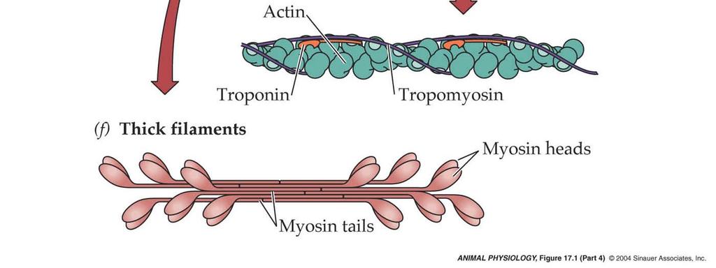 individual muscles protein molecules