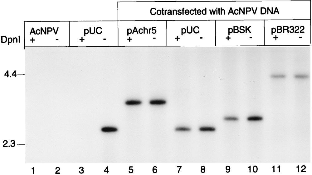 5474 WU ET AL. J. VIROL. FIG. 1. Relative replication efficiency of plasmid DNA in cotransfected insect cells. Sf21 cells (10 6 ) were transfected with 0.5 g ofacmnpv DNA (lanes 1 and 2) or 0.