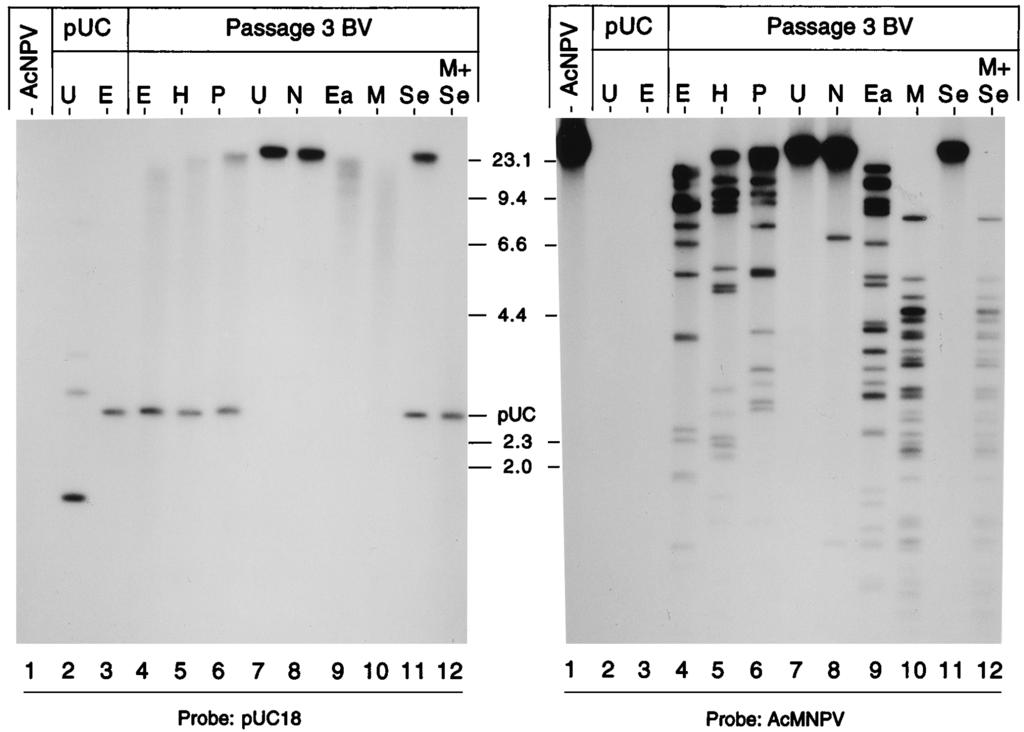 DNA. P3 virion DNA (Fig. 3, lane 5) was digested with MluI, which restricted viral but not puc19 DNA (Fig. 4, lane 10), to release DNA fragments including those potentially carrying plasmid DNA.