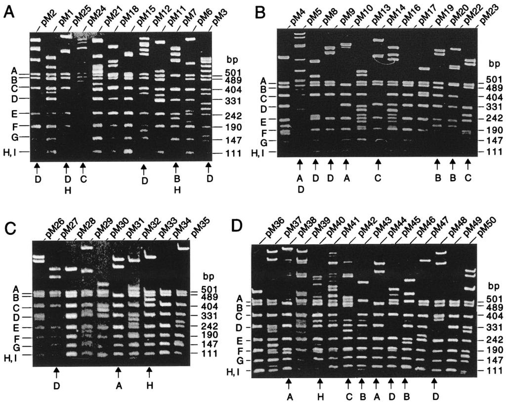 VOL. 73, 1999 DNA REPLICATION IN BACULOVIRUS 5477 FIG. 5. Restriction mapping of recombinant plasmids with HpaII digestion.