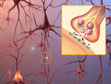 Signals that form memories and thoughts move through an individual nerve cell as a tiny electrical charge. Nerve cells connect to one another at synapses.