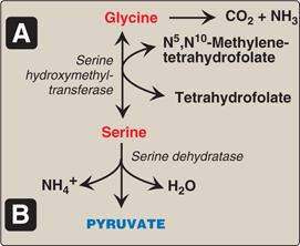 Notice that reduction, dehydration and reduction are the reactions that occur to reach proline. Nevertheless, Glutamate is converted to proline by cyclization and reduction.