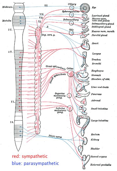 The Autonomic Nervous System The second part of the nervous system to have a particularly powerful part to play in our emotional life is the autonomic nervous system.