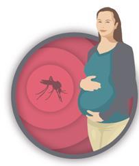 US Zika Pregnancy Registry: Inclusion Criteria Who is included:» Pregnant women in the United States with laboratory evidence of possible Zika virus infection (regardless of