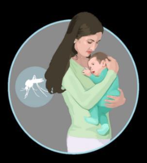 adverse effects of congenital Zika infection Assess risk of other adverse outcomes