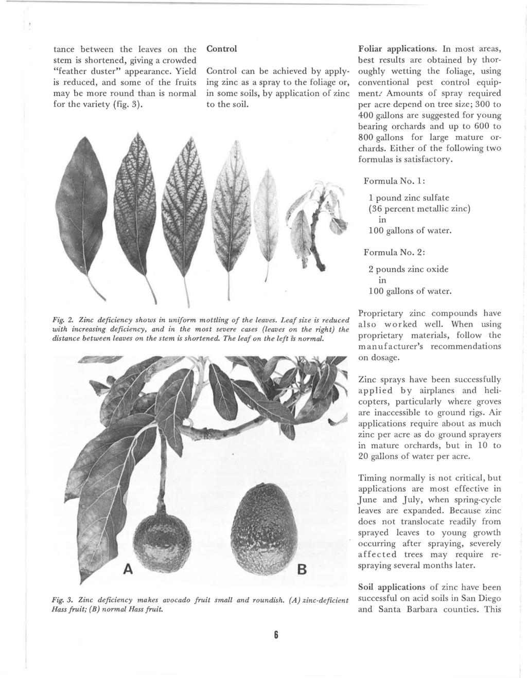 tance between the leaves on the stem is shortened, giving a crowded "feather duster" appearance. Yield is reduced, and some of the fruits may be more round than is normal for the variety (fig. 3).